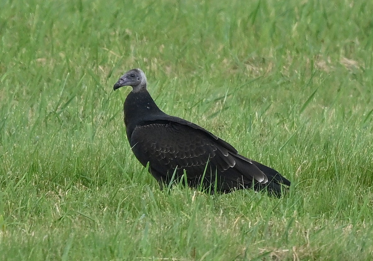 Turkey Vulture - ML623780983