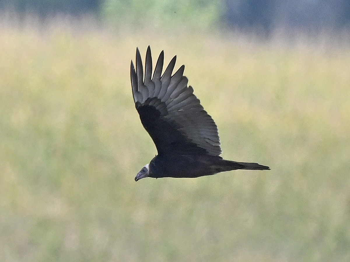 Turkey Vulture - ML623780985