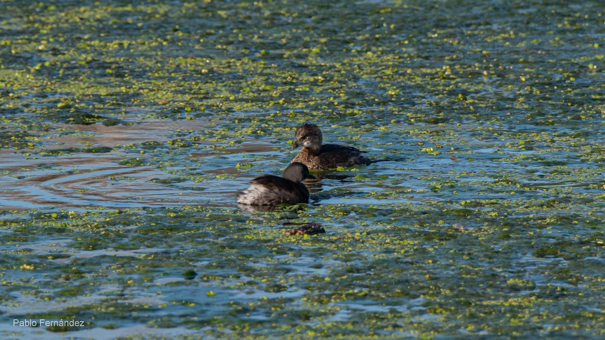 Pied-billed Grebe - ML623780987