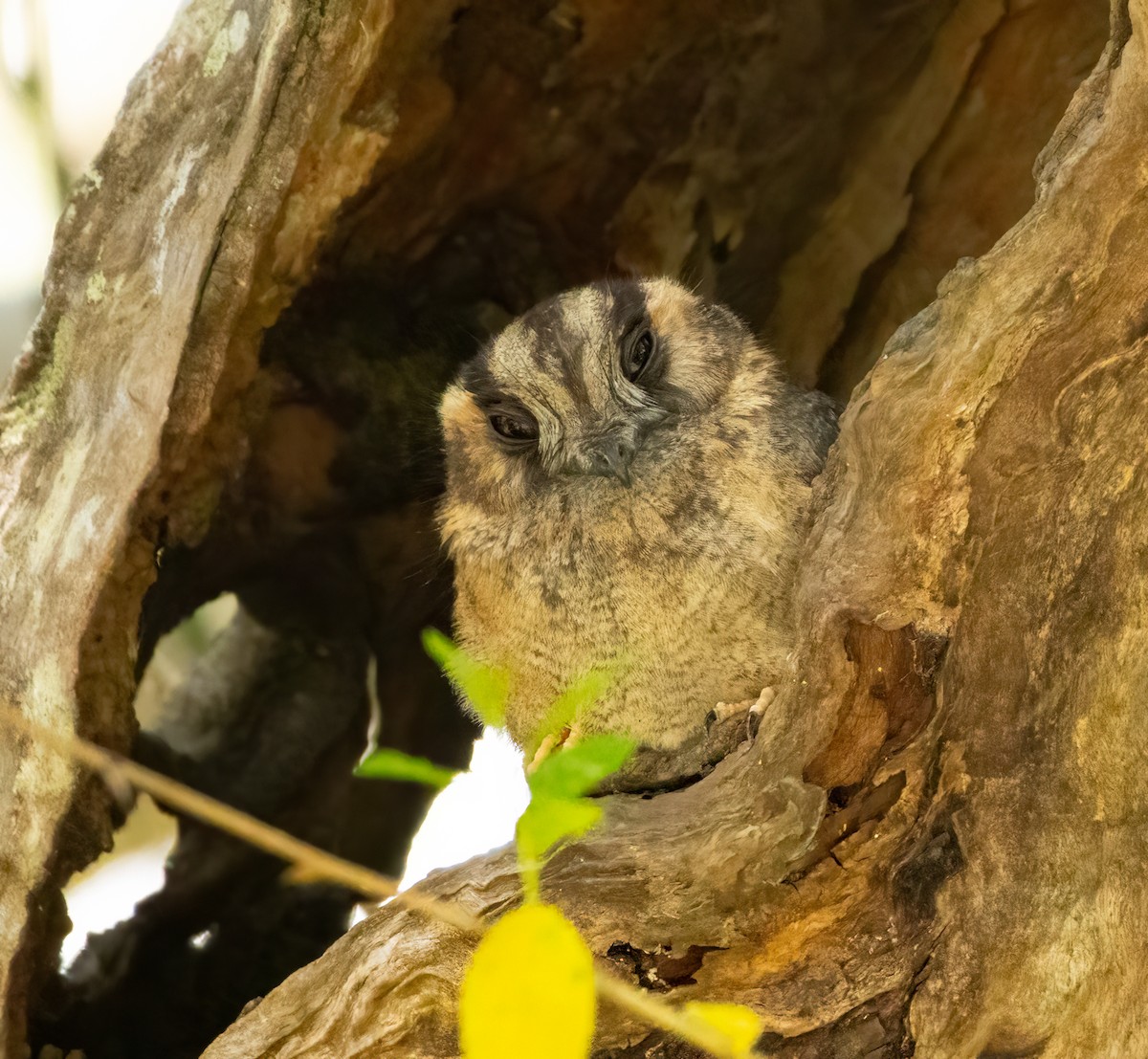 Australian Owlet-nightjar - John McGill