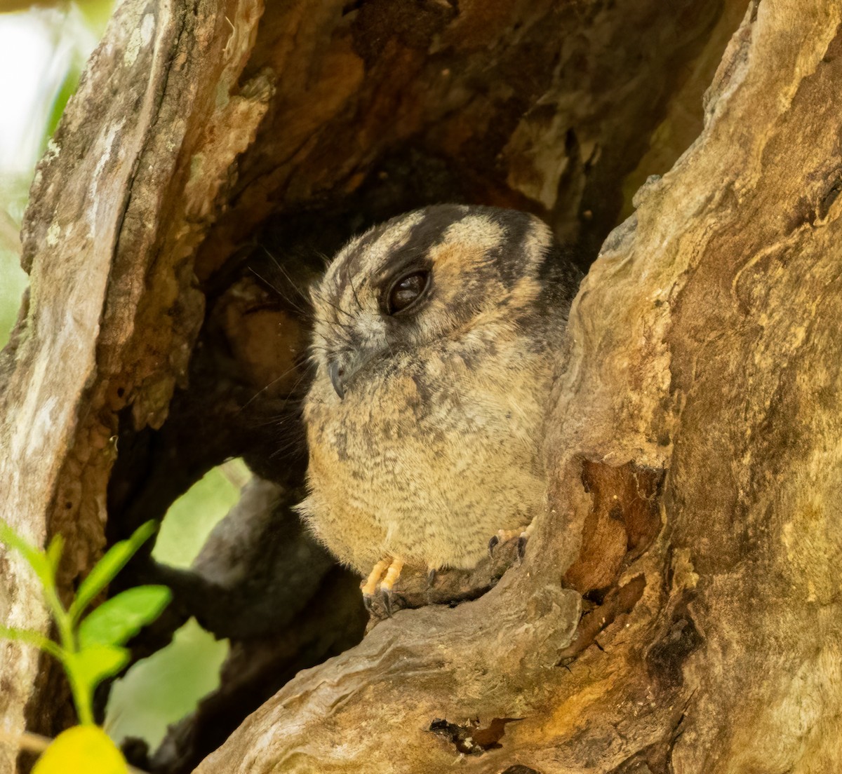 Australian Owlet-nightjar - ML623780989