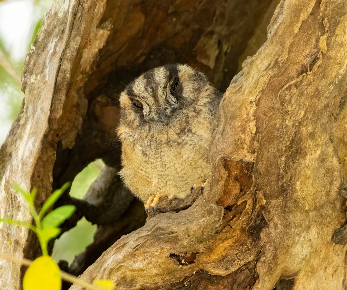 Australian Owlet-nightjar - ML623780990