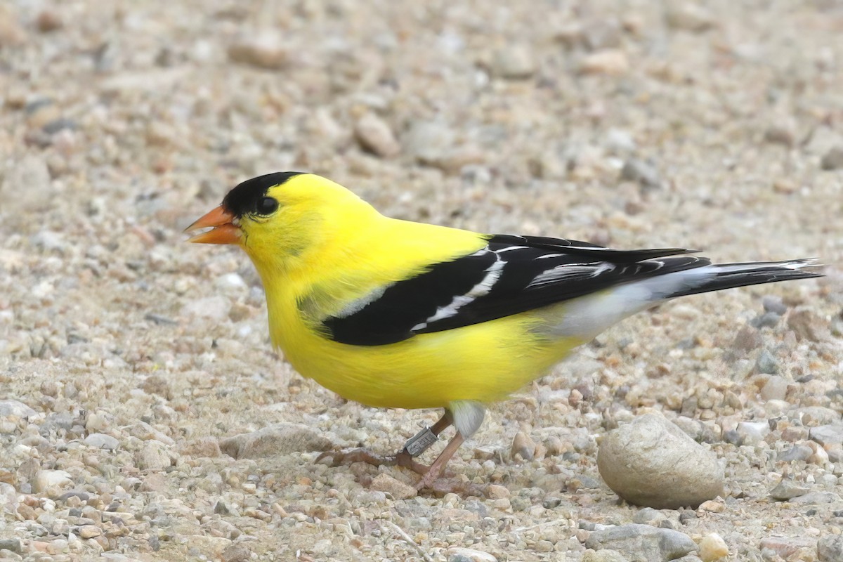 Chardonneret jaune - ML623780993