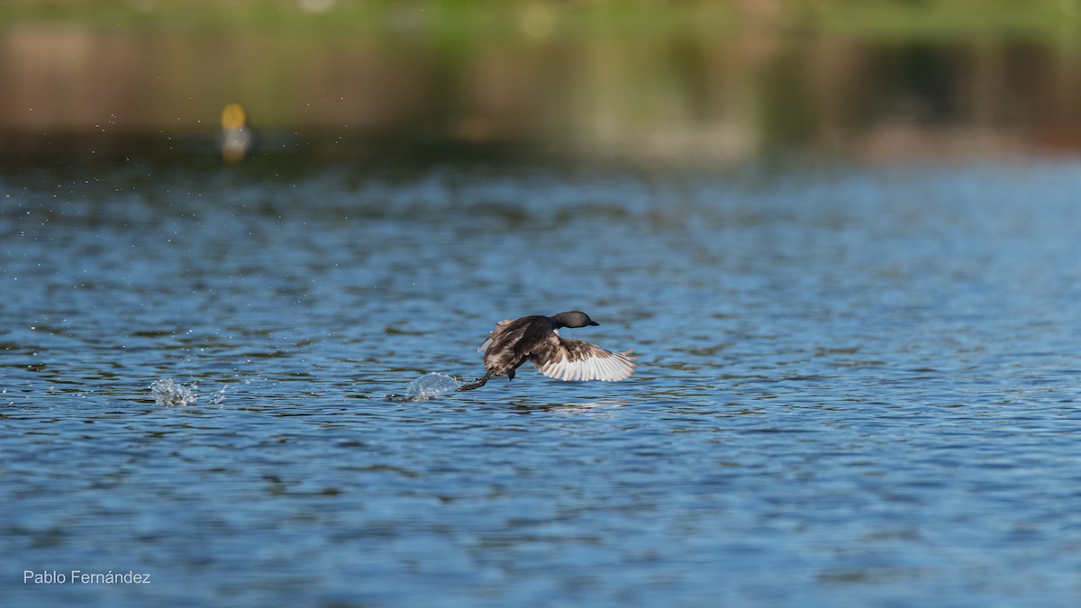 Least Grebe - ML623780995