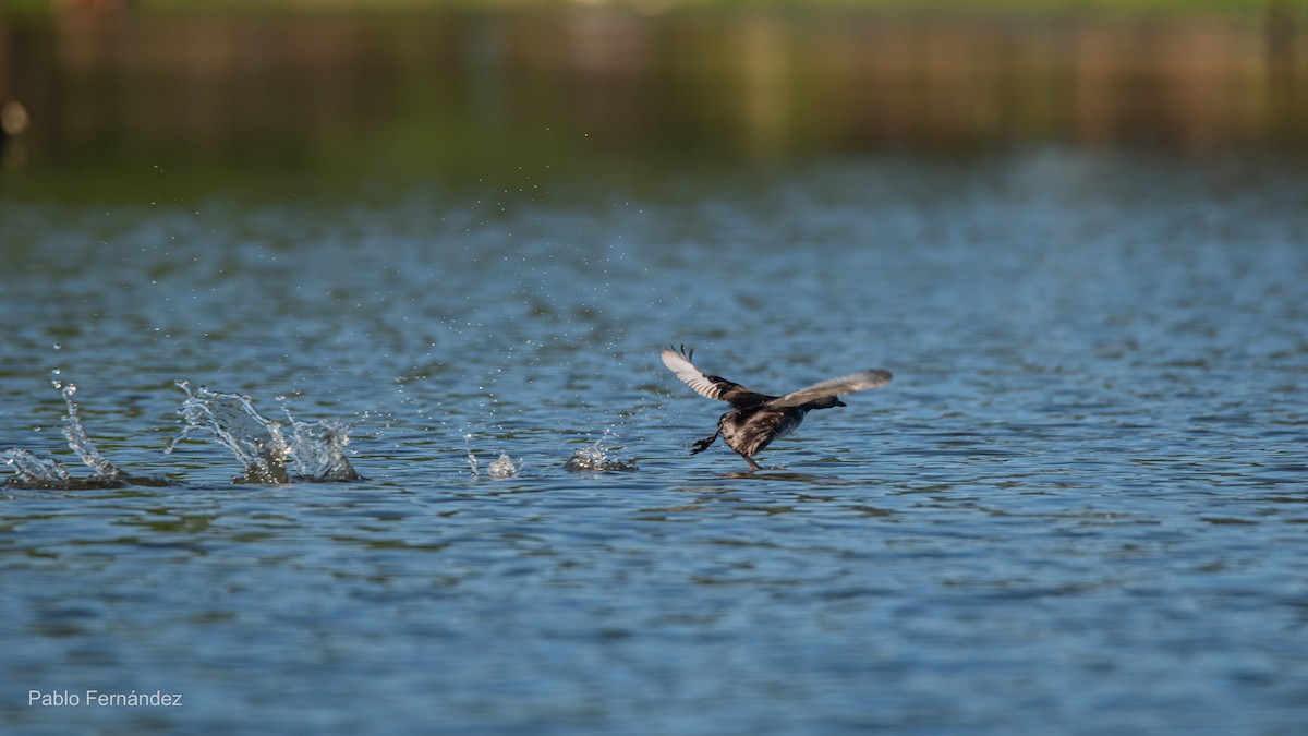 Least Grebe - ML623780996