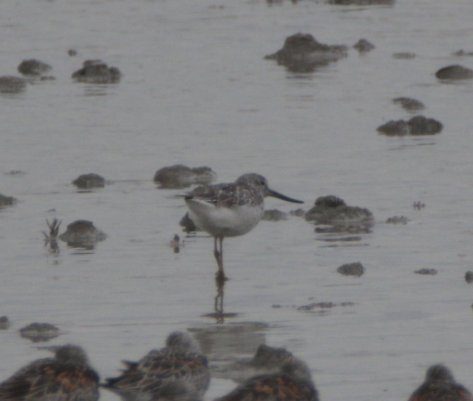 Nordmann's Greenshank - ML623780999