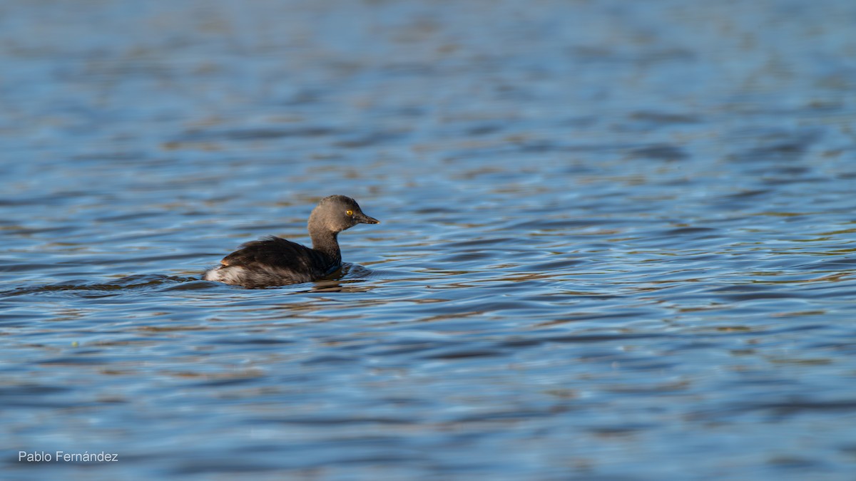 Least Grebe - ML623781001