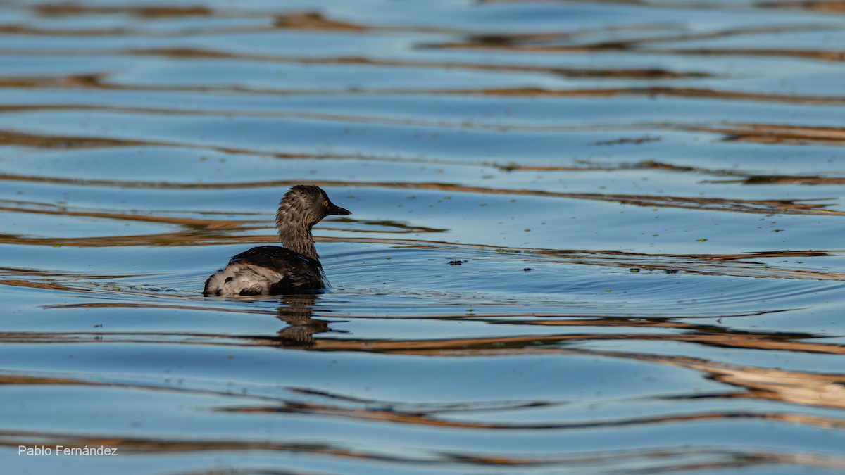 Least Grebe - ML623781026