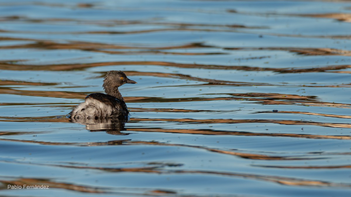 Least Grebe - ML623781027