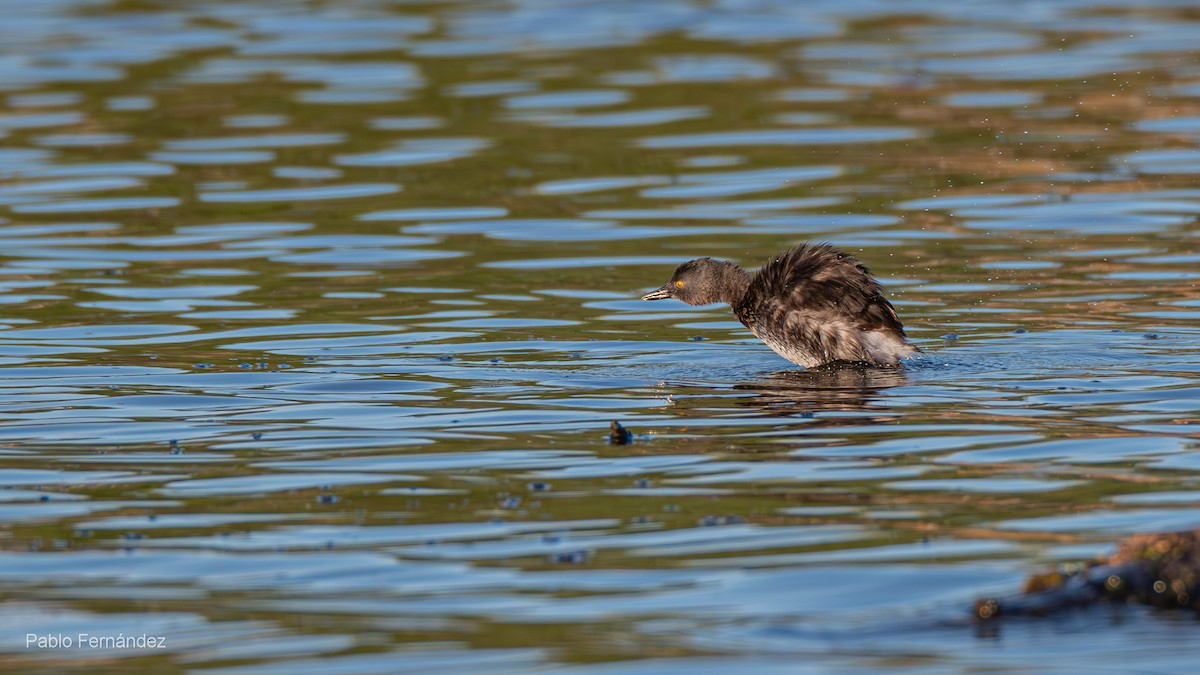 Least Grebe - ML623781028