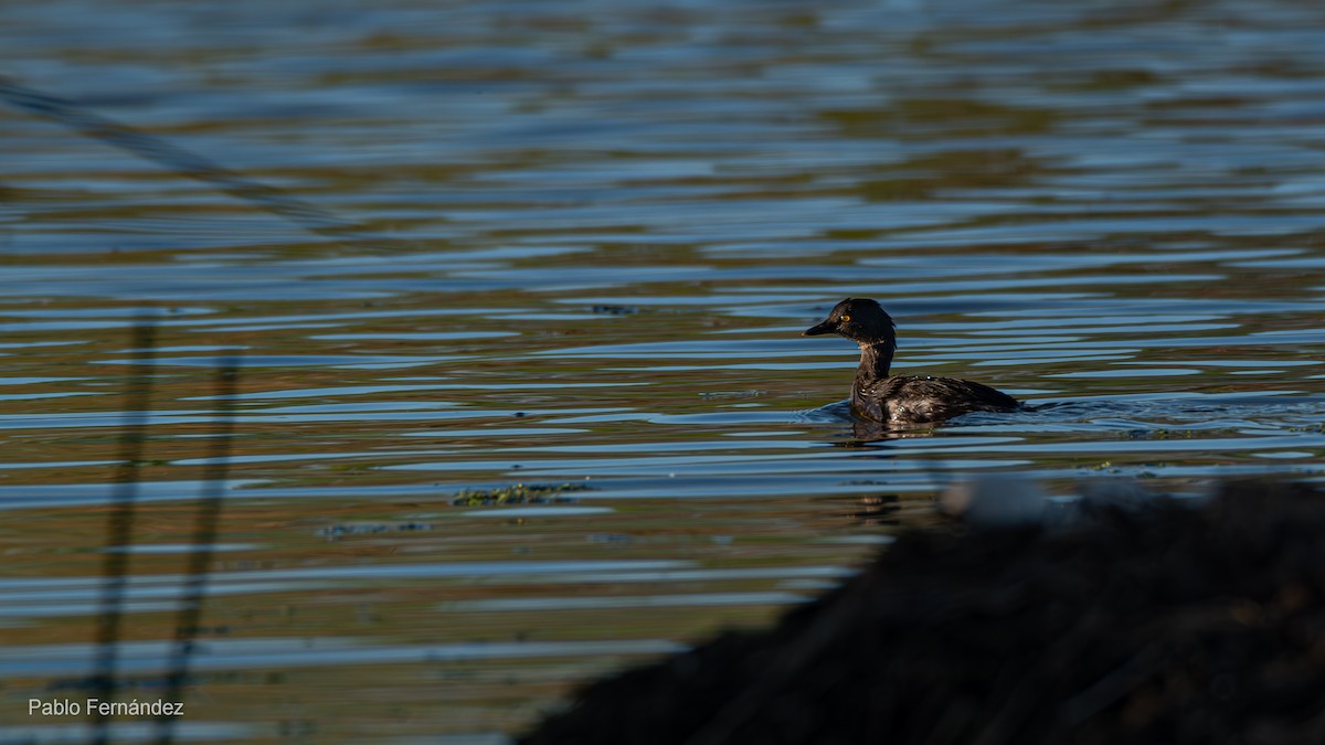 Least Grebe - ML623781030