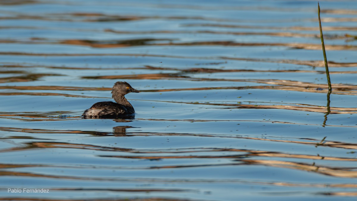 Least Grebe - ML623781031