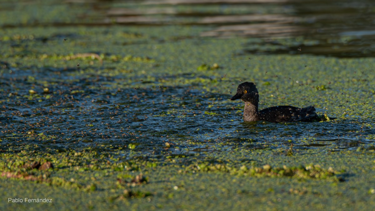 Least Grebe - ML623781032