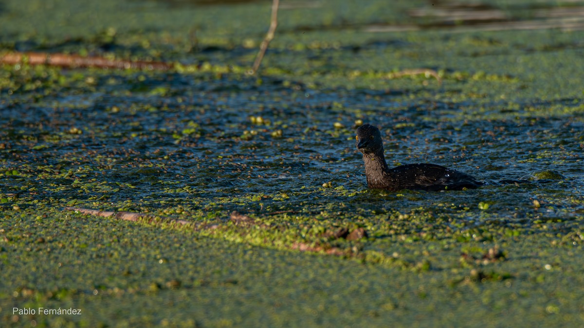 Least Grebe - ML623781033