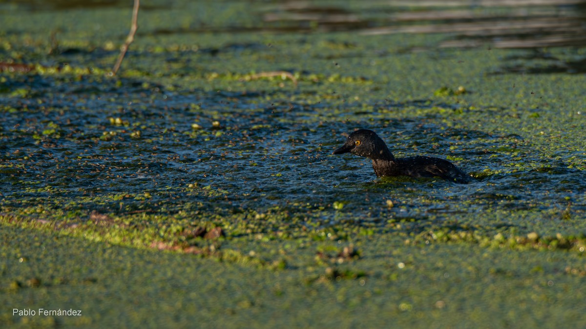 Least Grebe - ML623781034