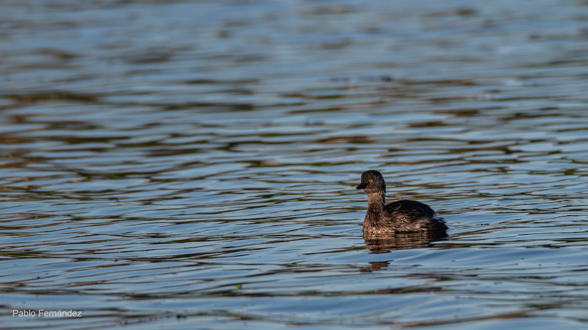 Least Grebe - Pablo Fernández