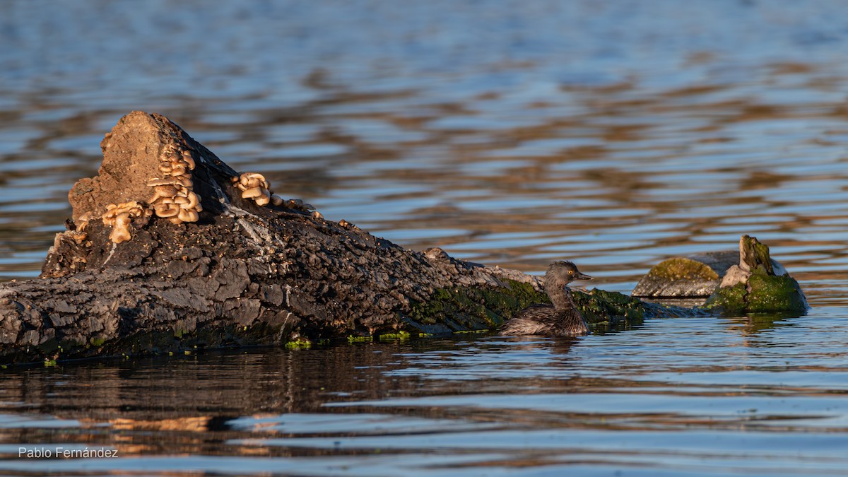 Least Grebe - ML623781037