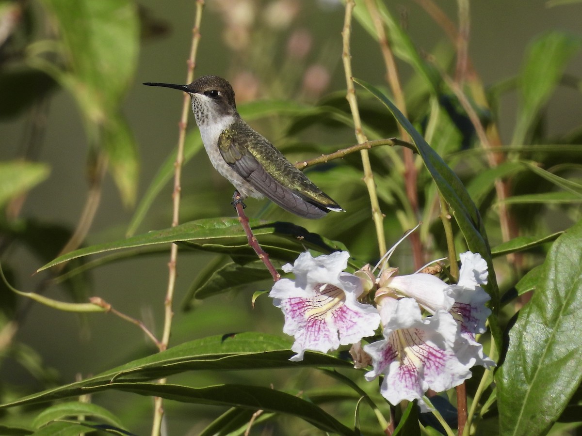 Broad-tailed Hummingbird - ML623781040