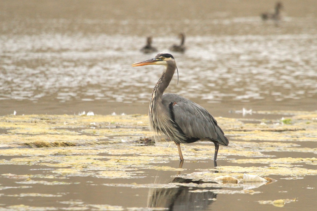 Great Blue Heron - ML623781045