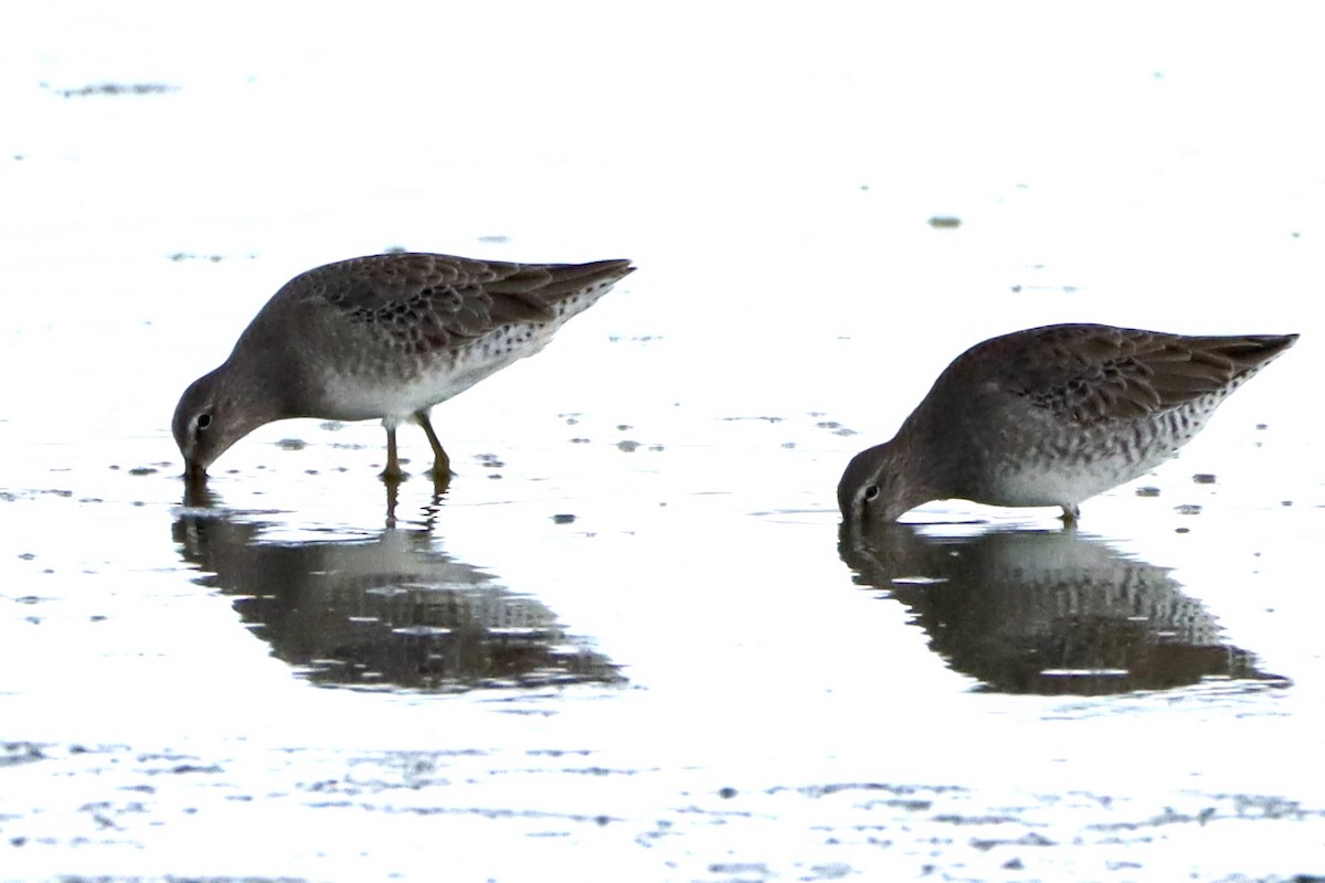 Long-billed Dowitcher - ML623781050