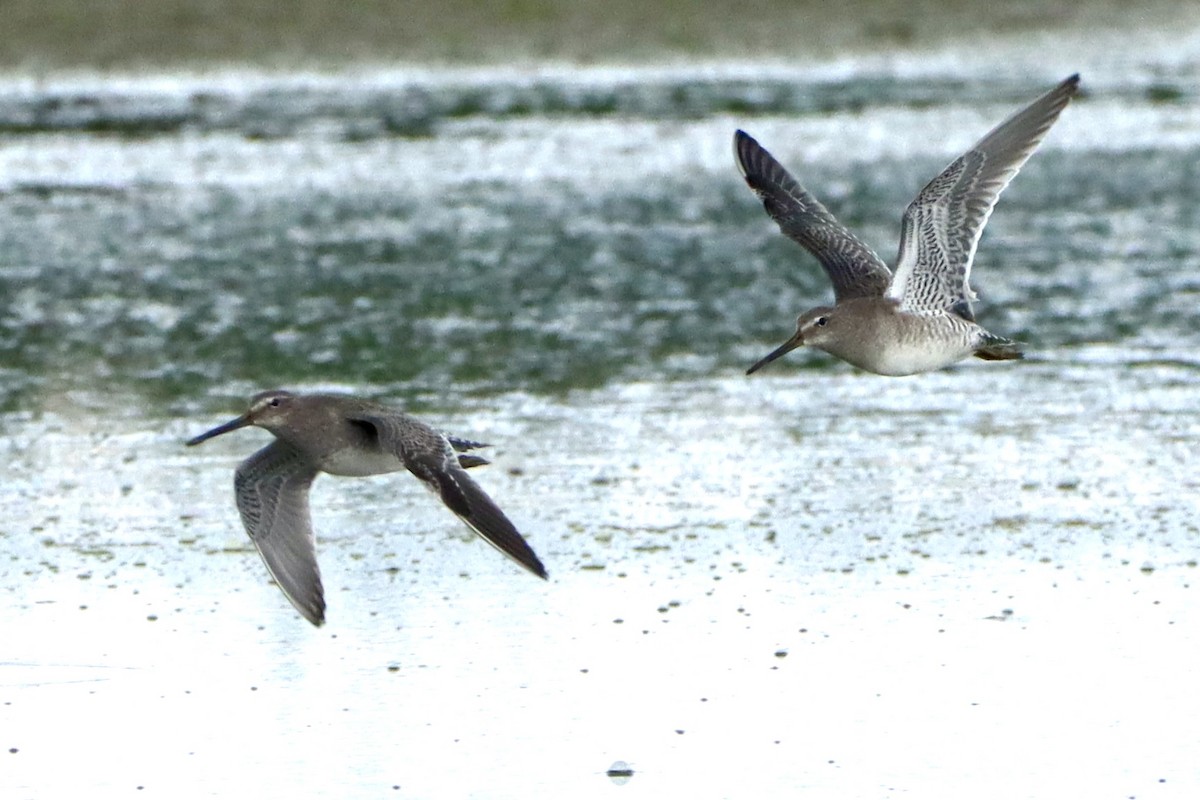 Long-billed Dowitcher - ML623781051