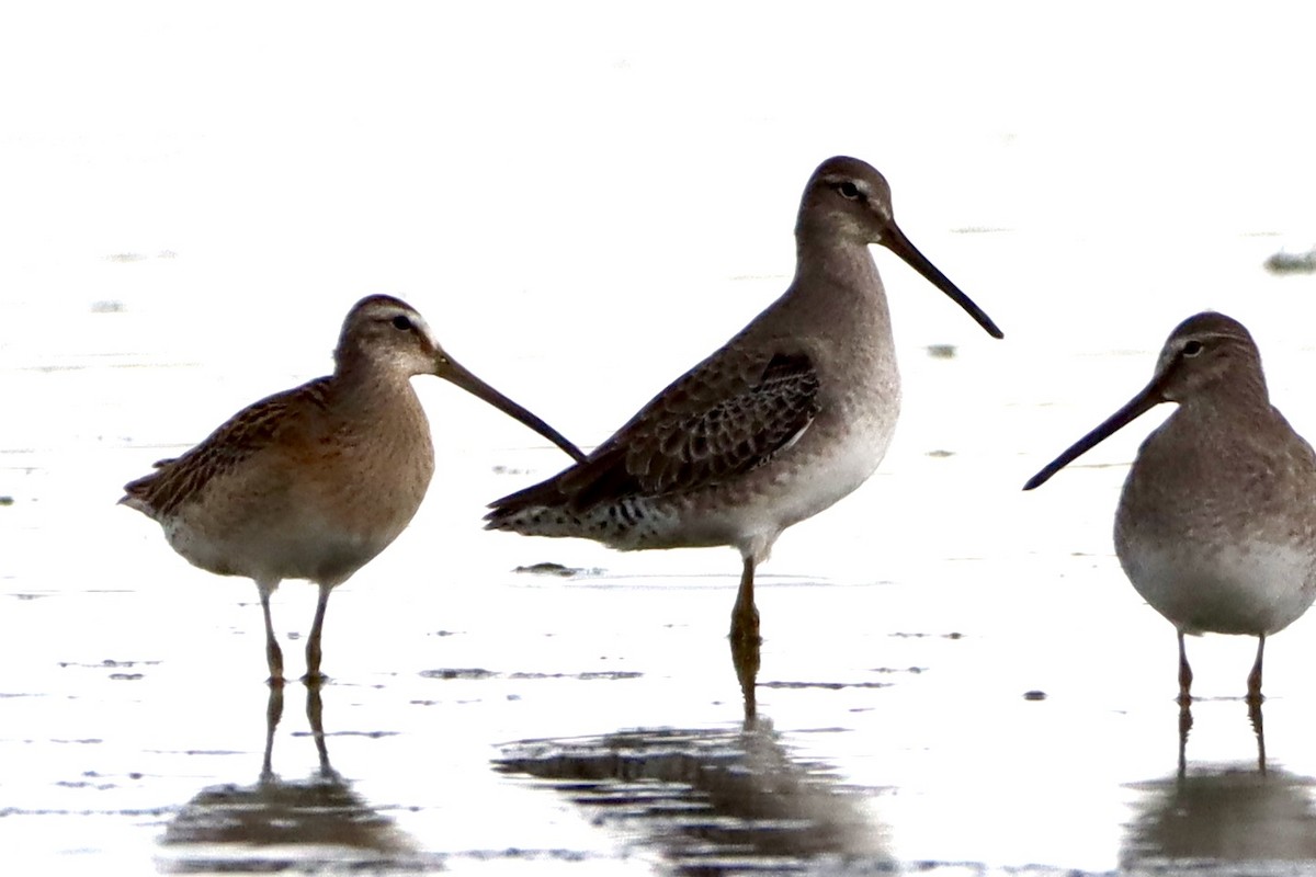 Long-billed Dowitcher - ML623781052