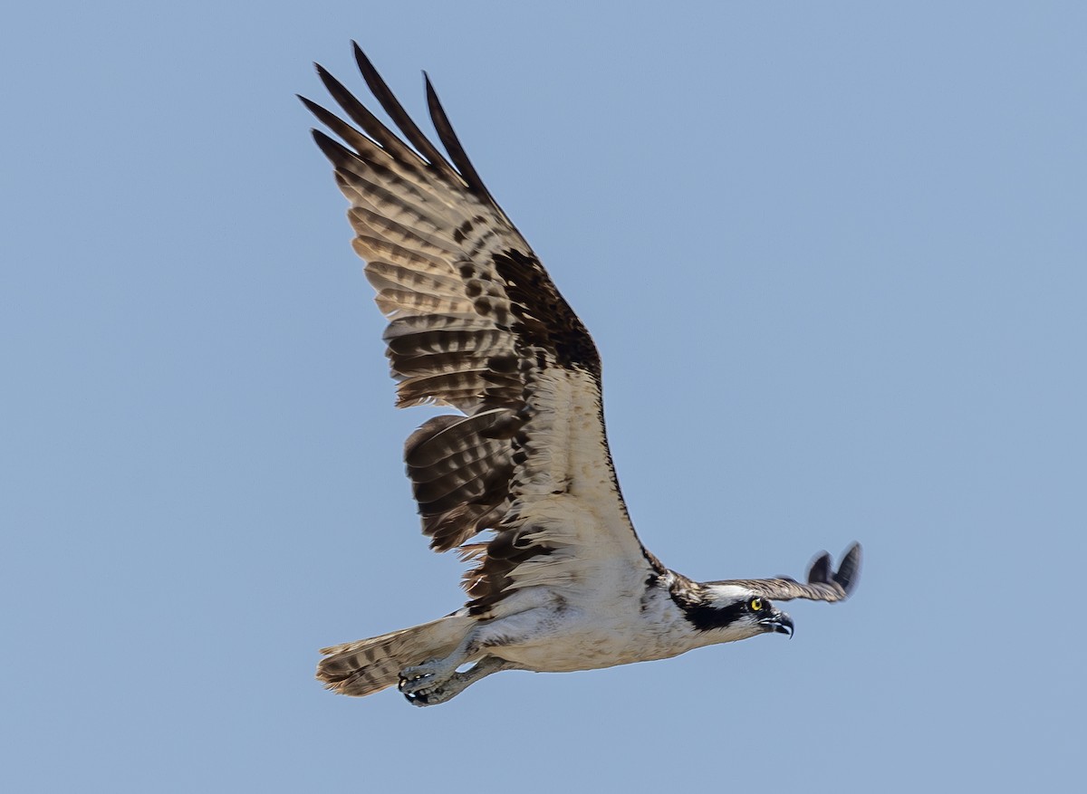 Osprey (carolinensis) - ML623781053