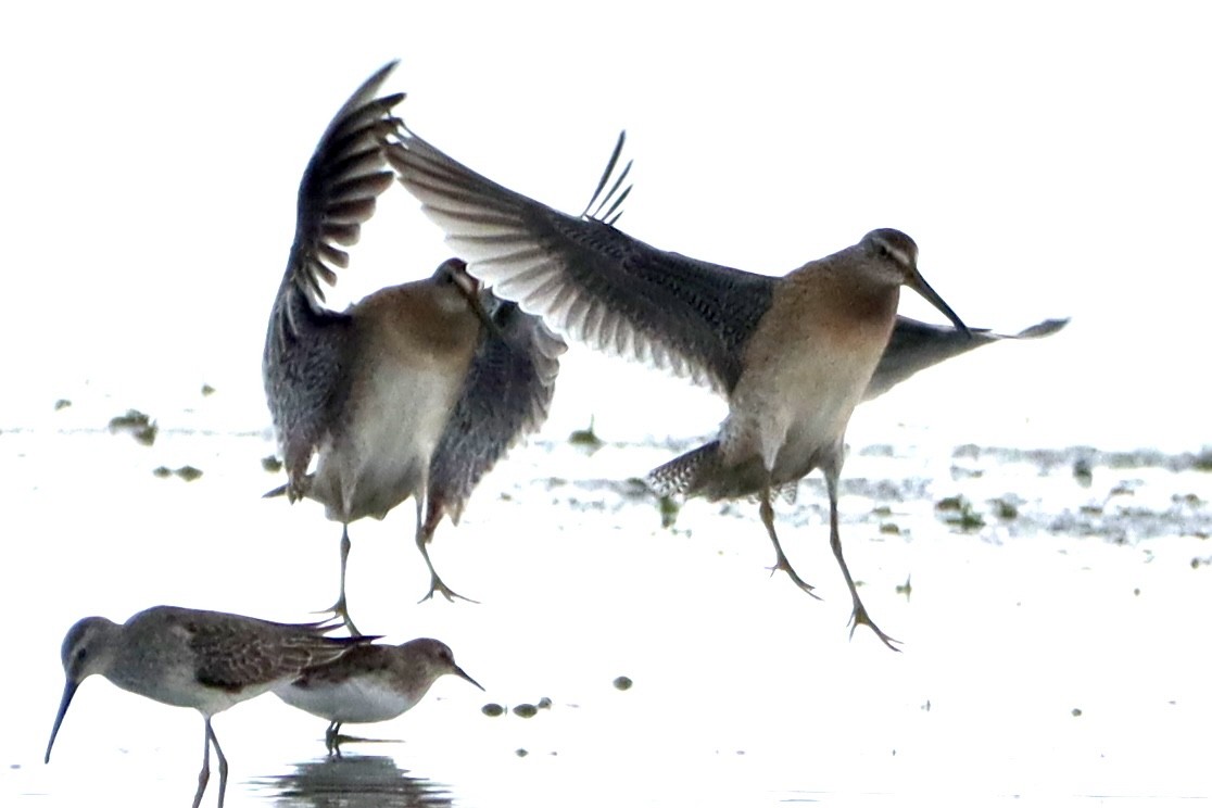 Short-billed Dowitcher - ML623781059