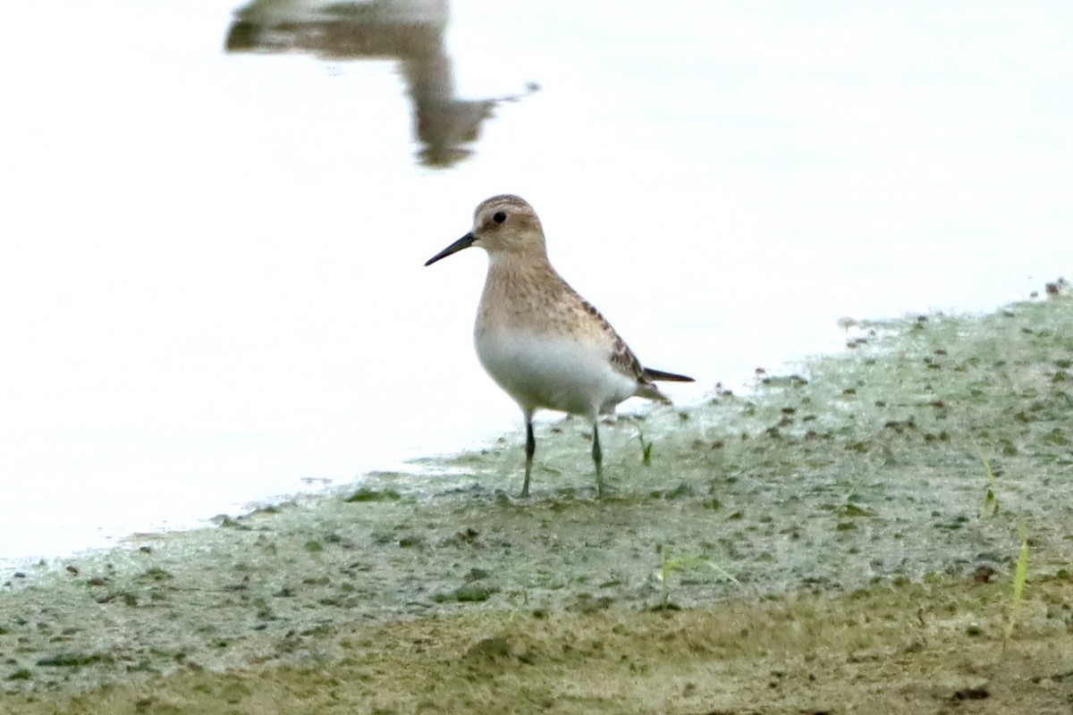 Baird's Sandpiper - ML623781066