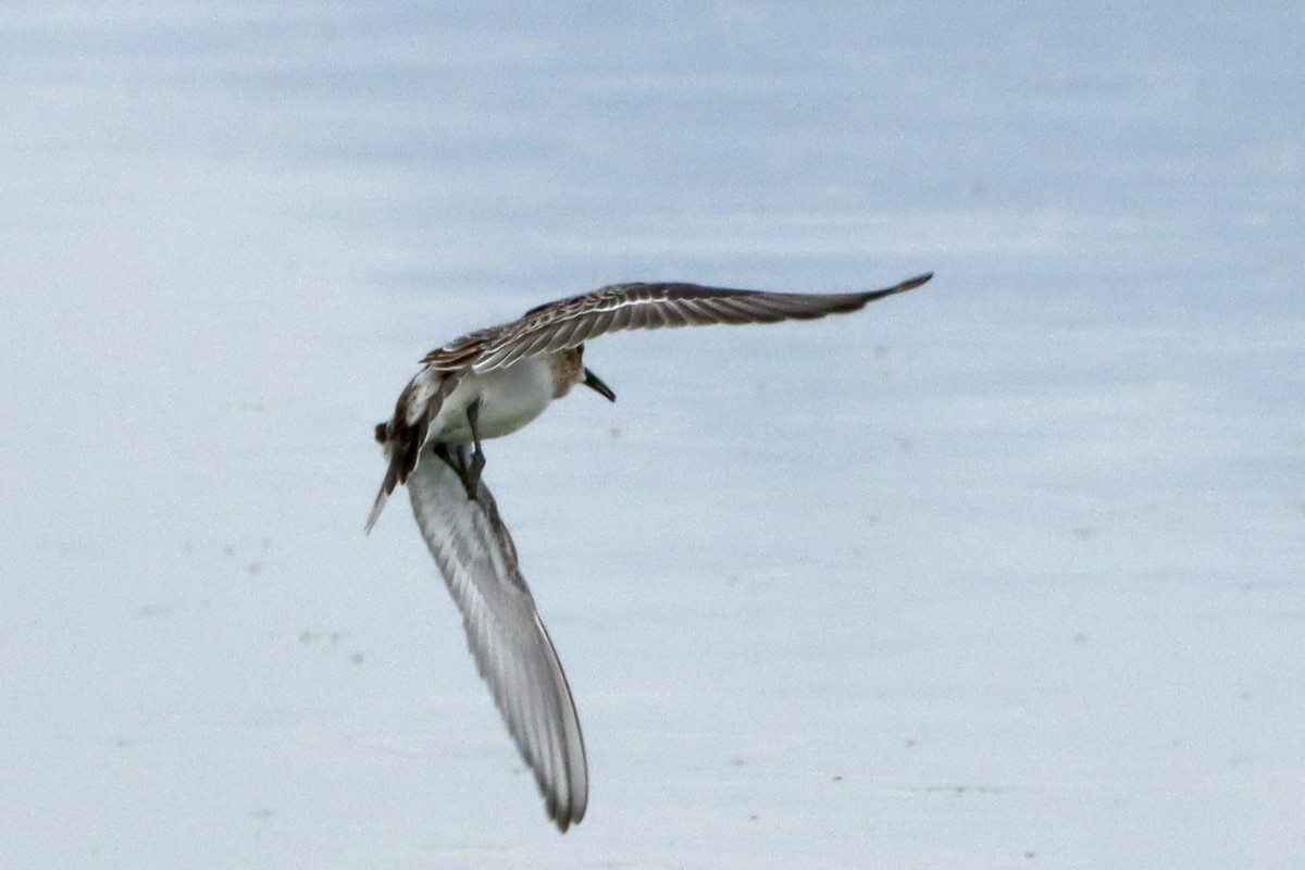 Baird's Sandpiper - ML623781072