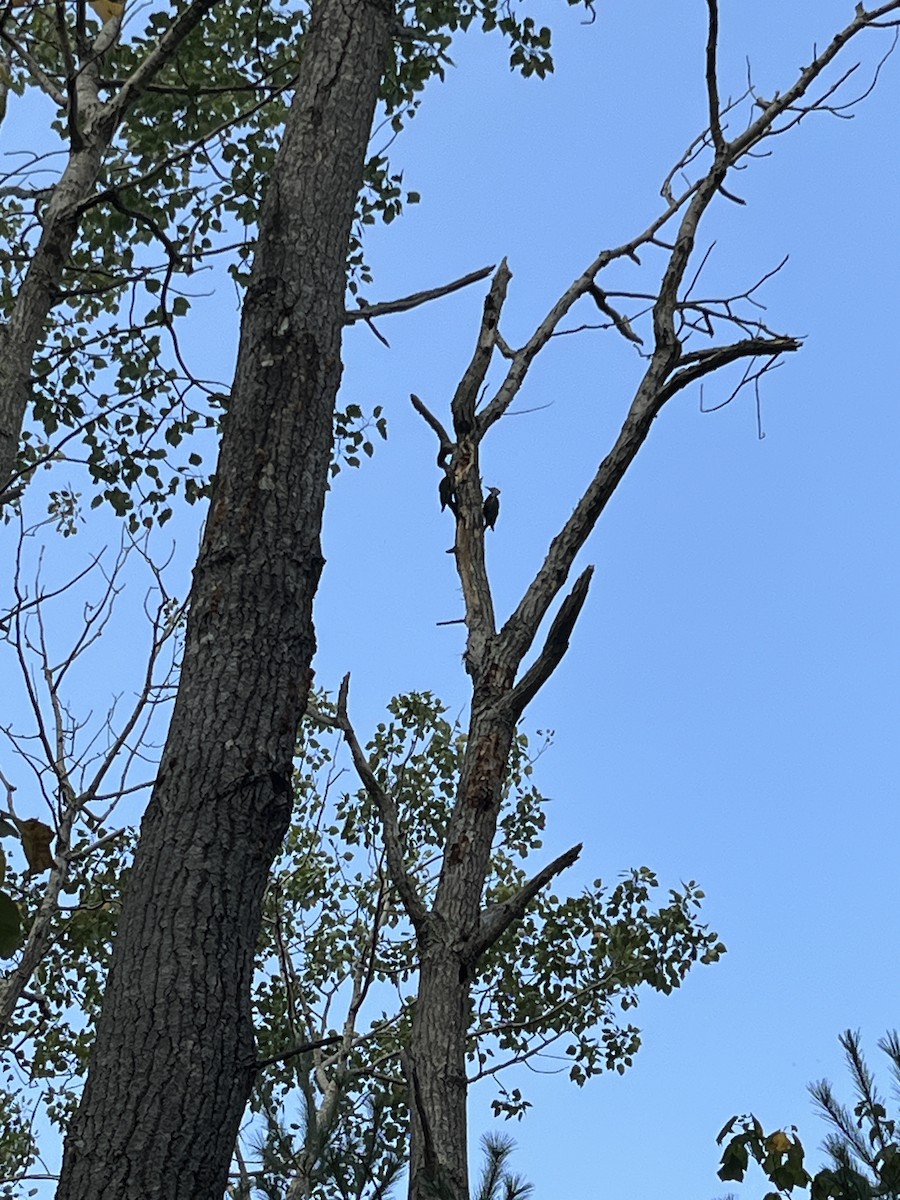 Pileated Woodpecker - ML623781076