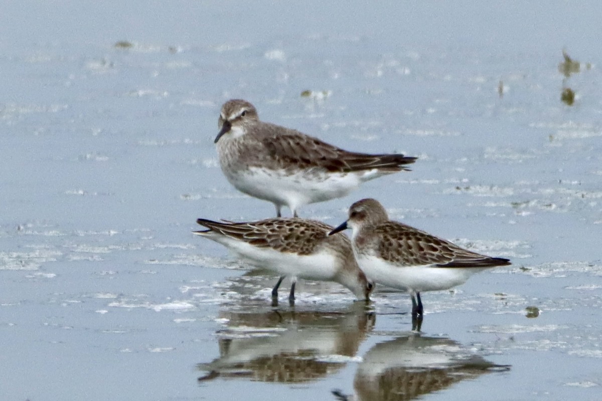 White-rumped Sandpiper - ML623781081