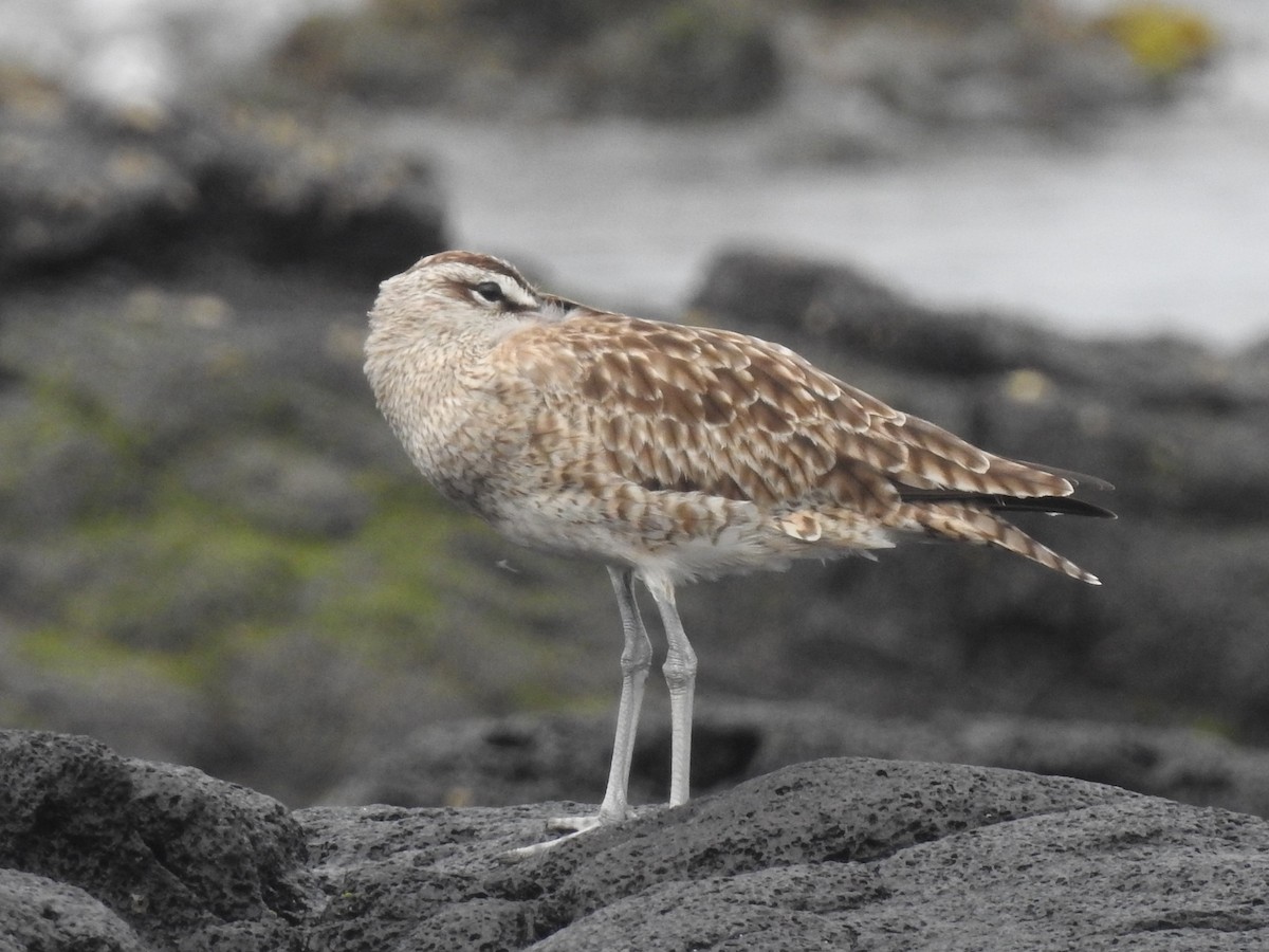 Whimbrel - Subodh Ghonge