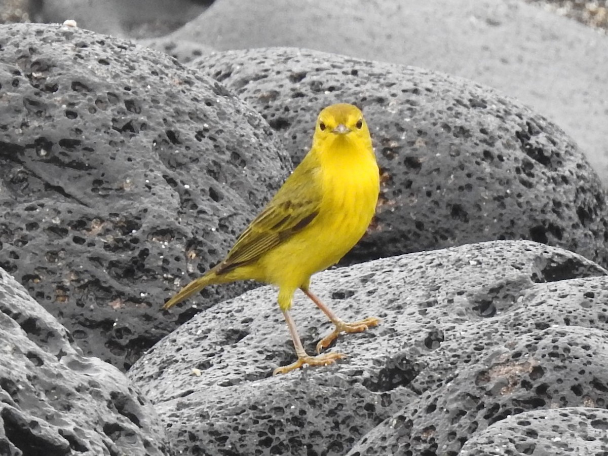 Yellow Warbler (Galapagos) - ML623781101