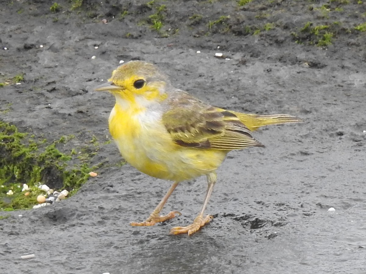 Yellow Warbler (Galapagos) - ML623781104