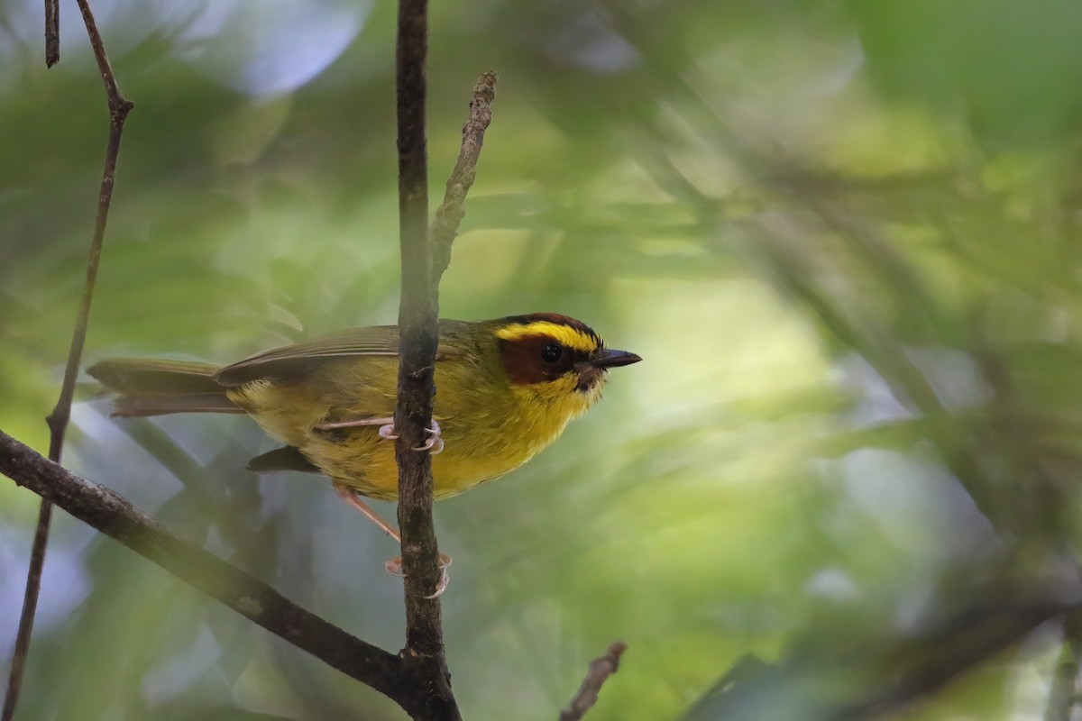 Golden-browed Warbler - Greg Scyphers