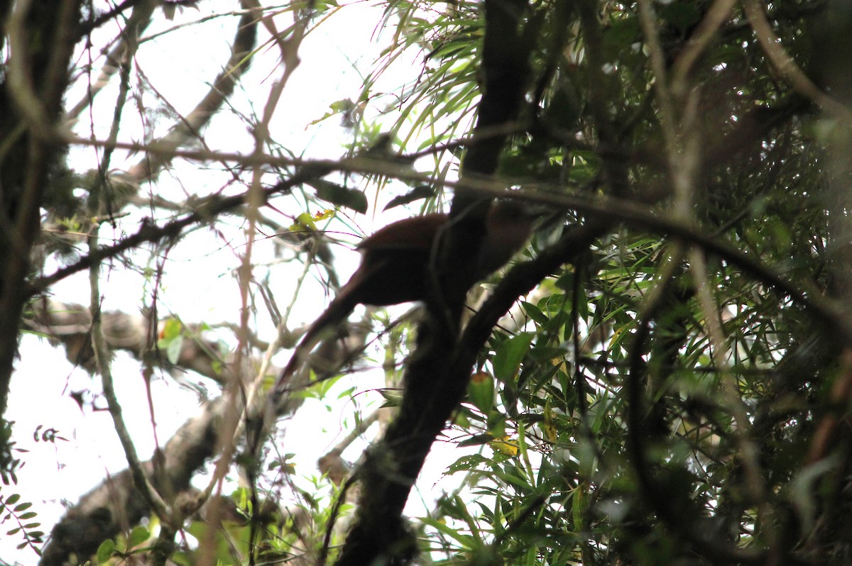 Squirrel Cuckoo - ML623781142