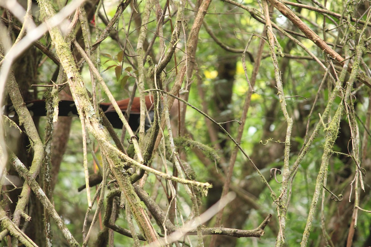 Squirrel Cuckoo - ML623781143