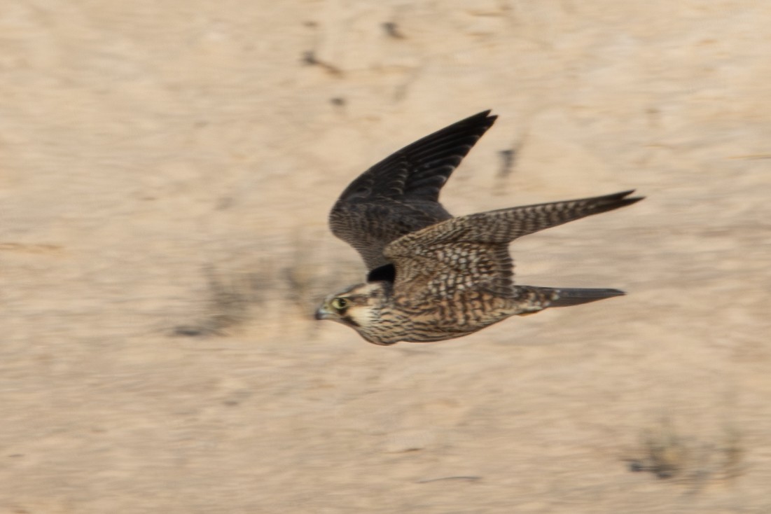 Peregrine Falcon - Dylan Osterhaus