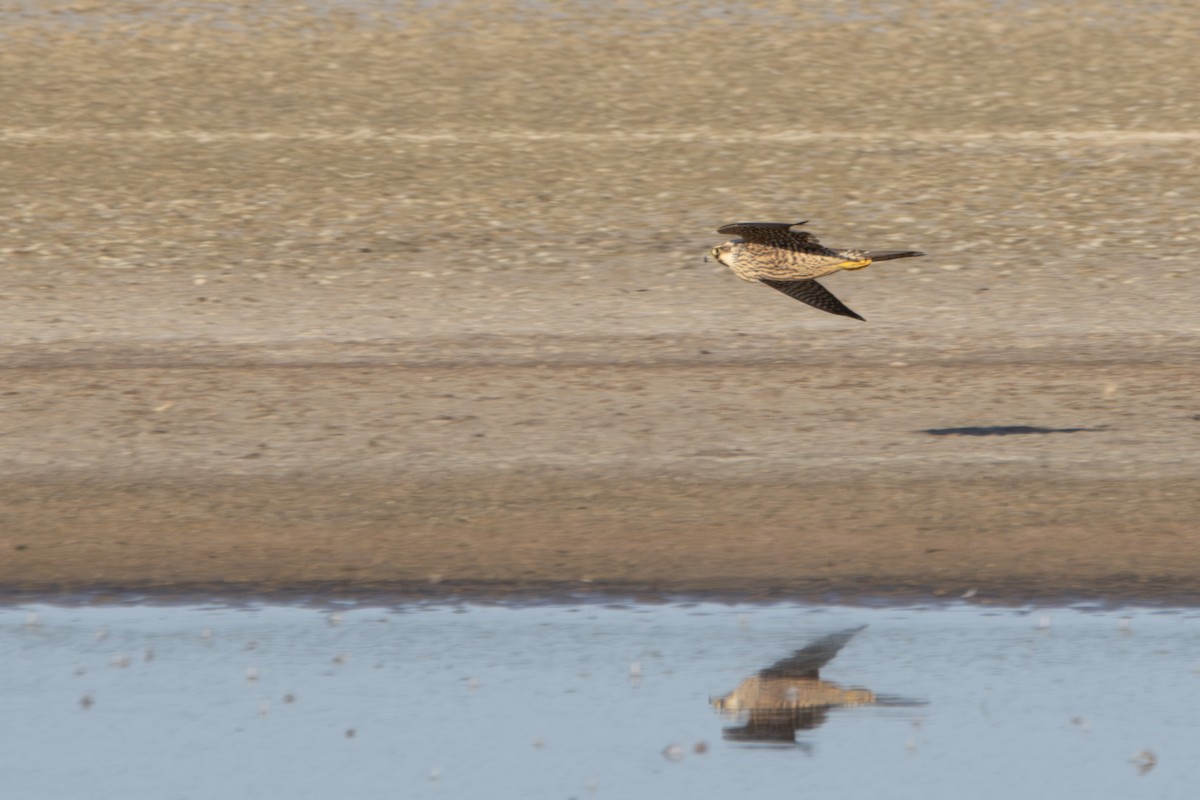 Peregrine Falcon - ML623781176