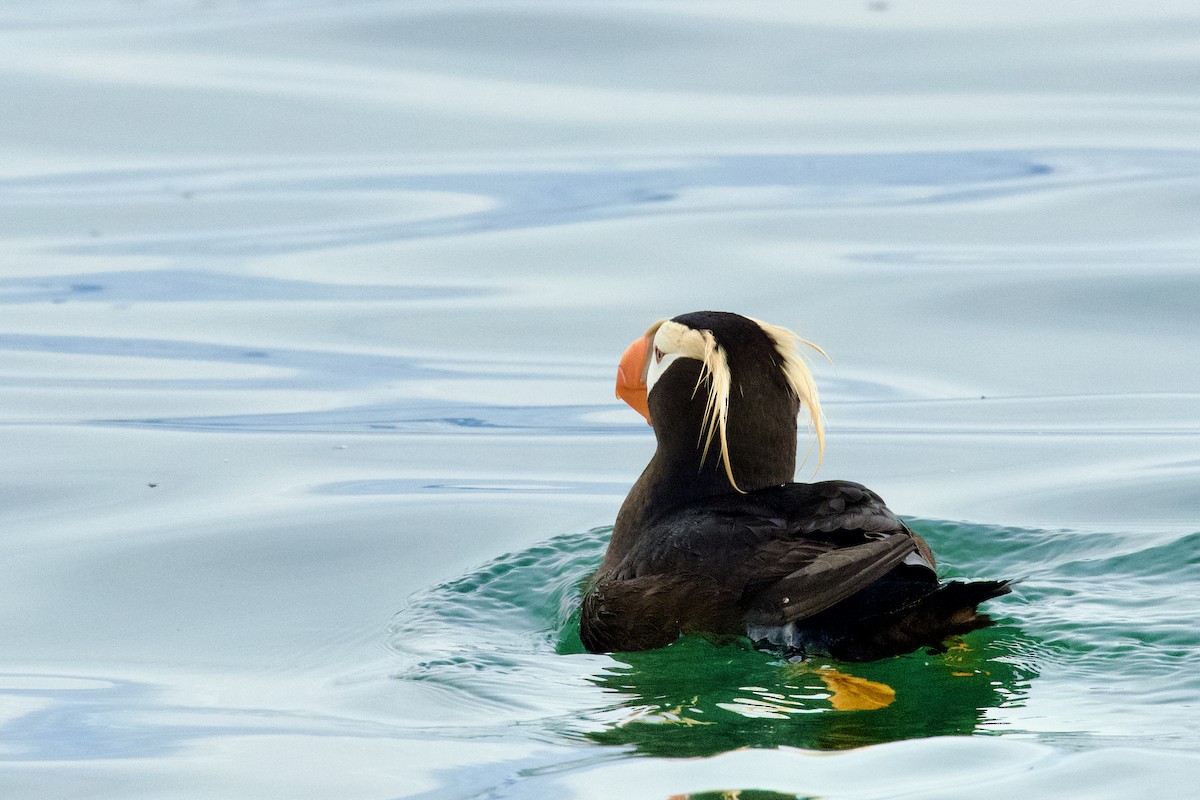 Tufted Puffin - Eric Bischoff