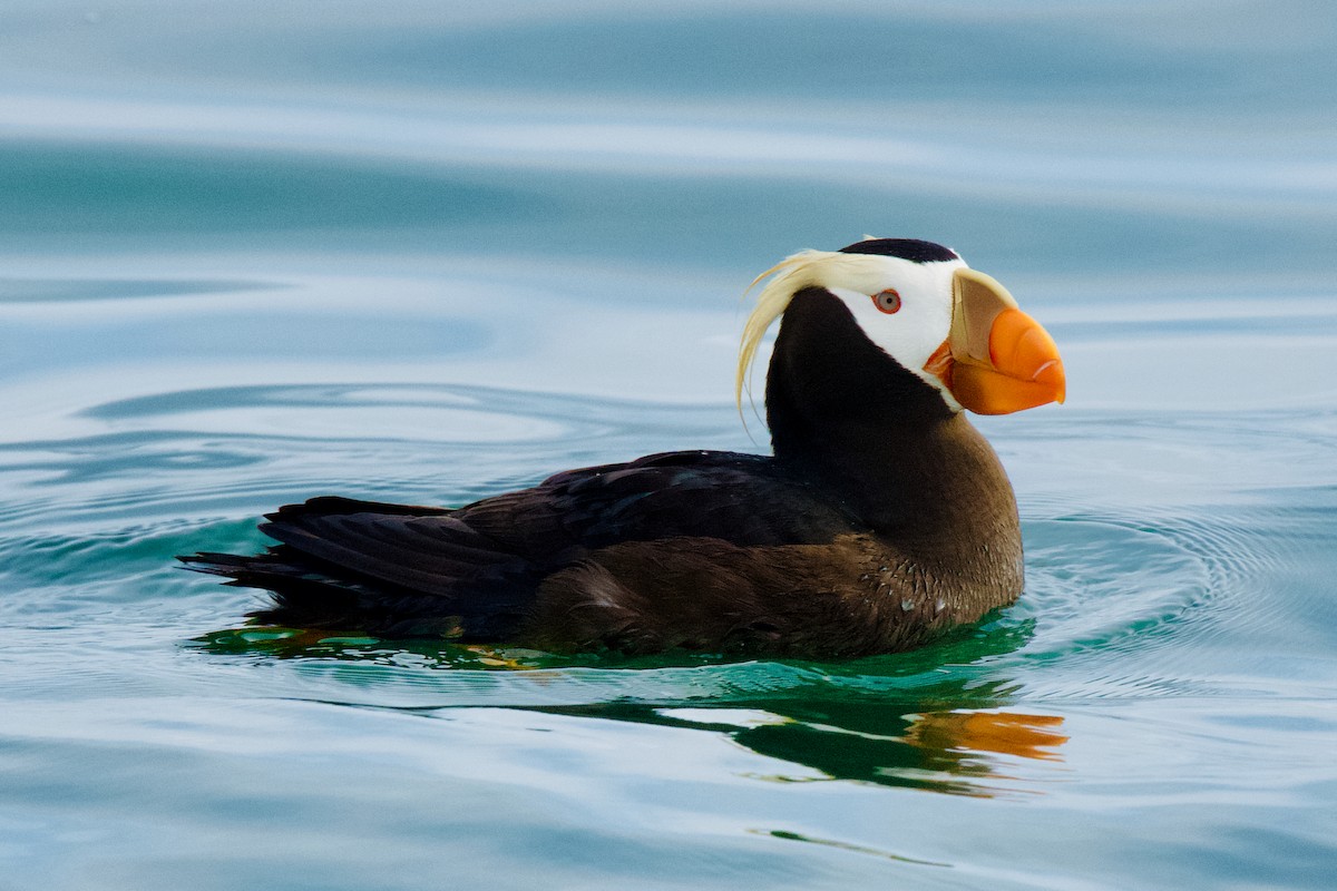 Tufted Puffin - ML623781192