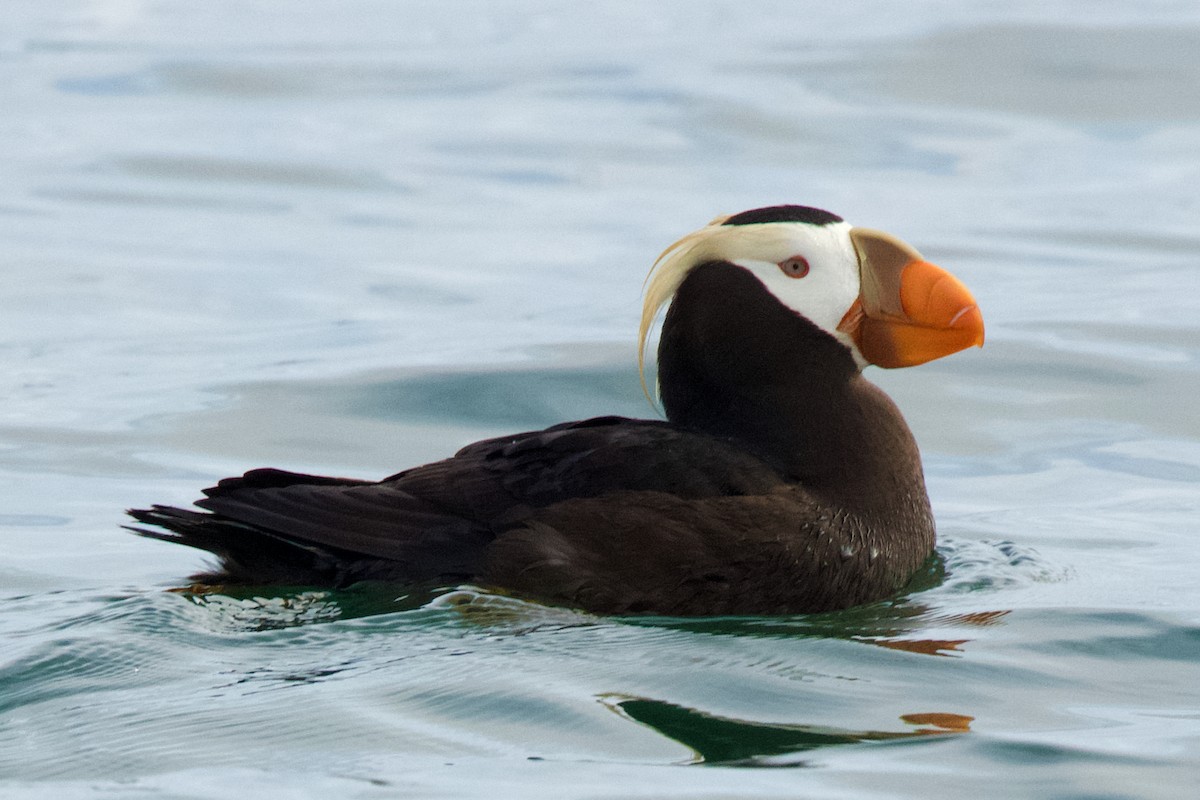 Tufted Puffin - ML623781193