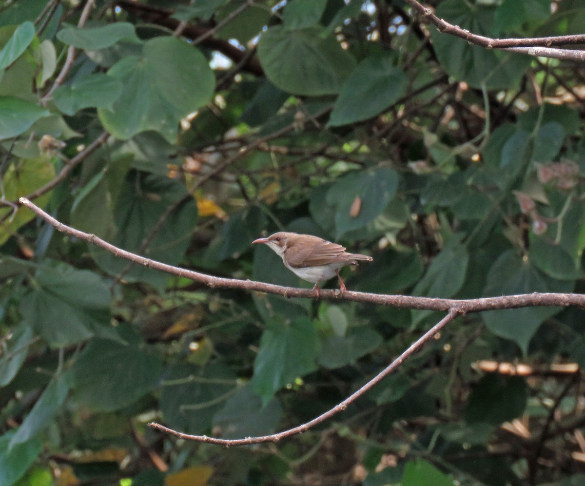 Brown-backed Honeyeater - ML623781194