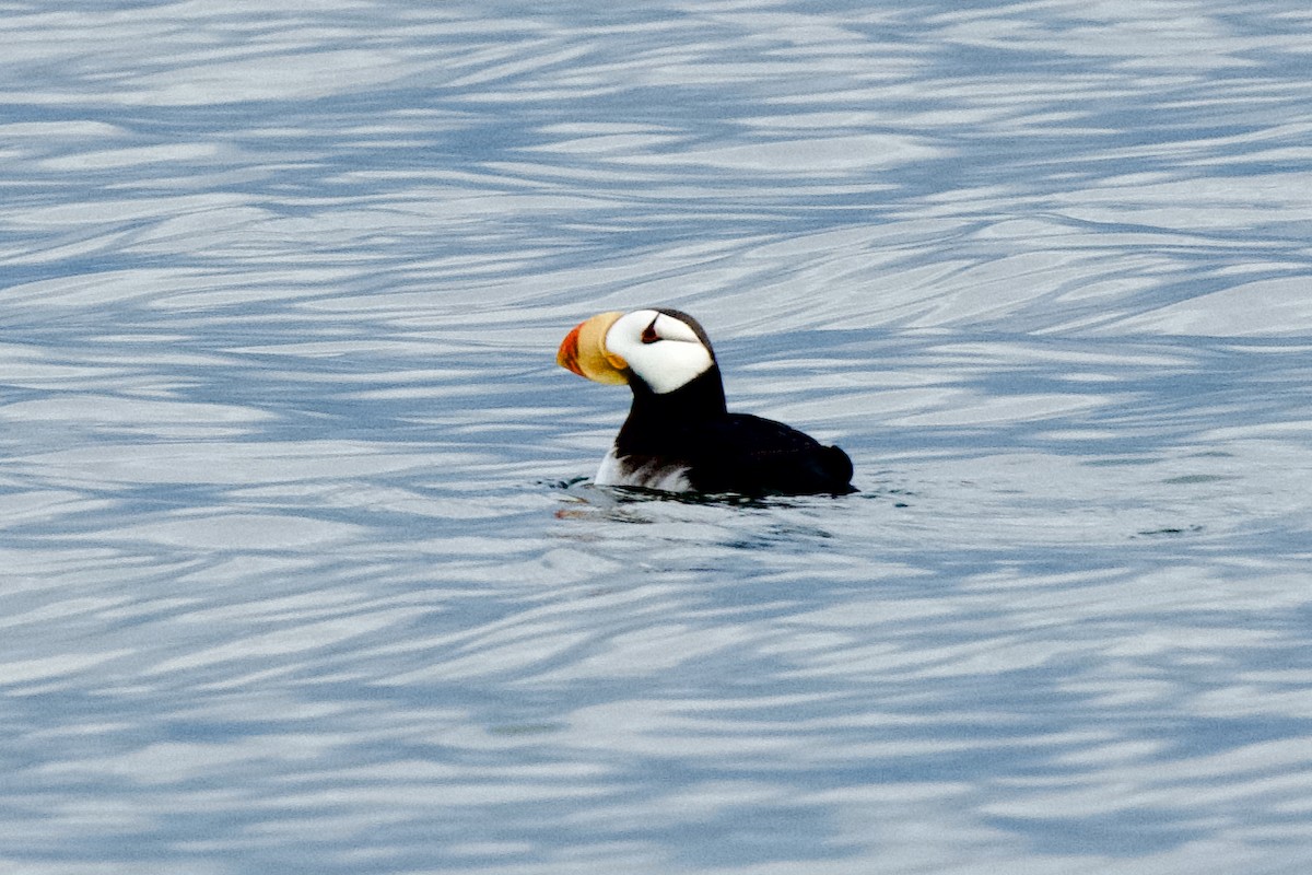 Horned Puffin - ML623781195