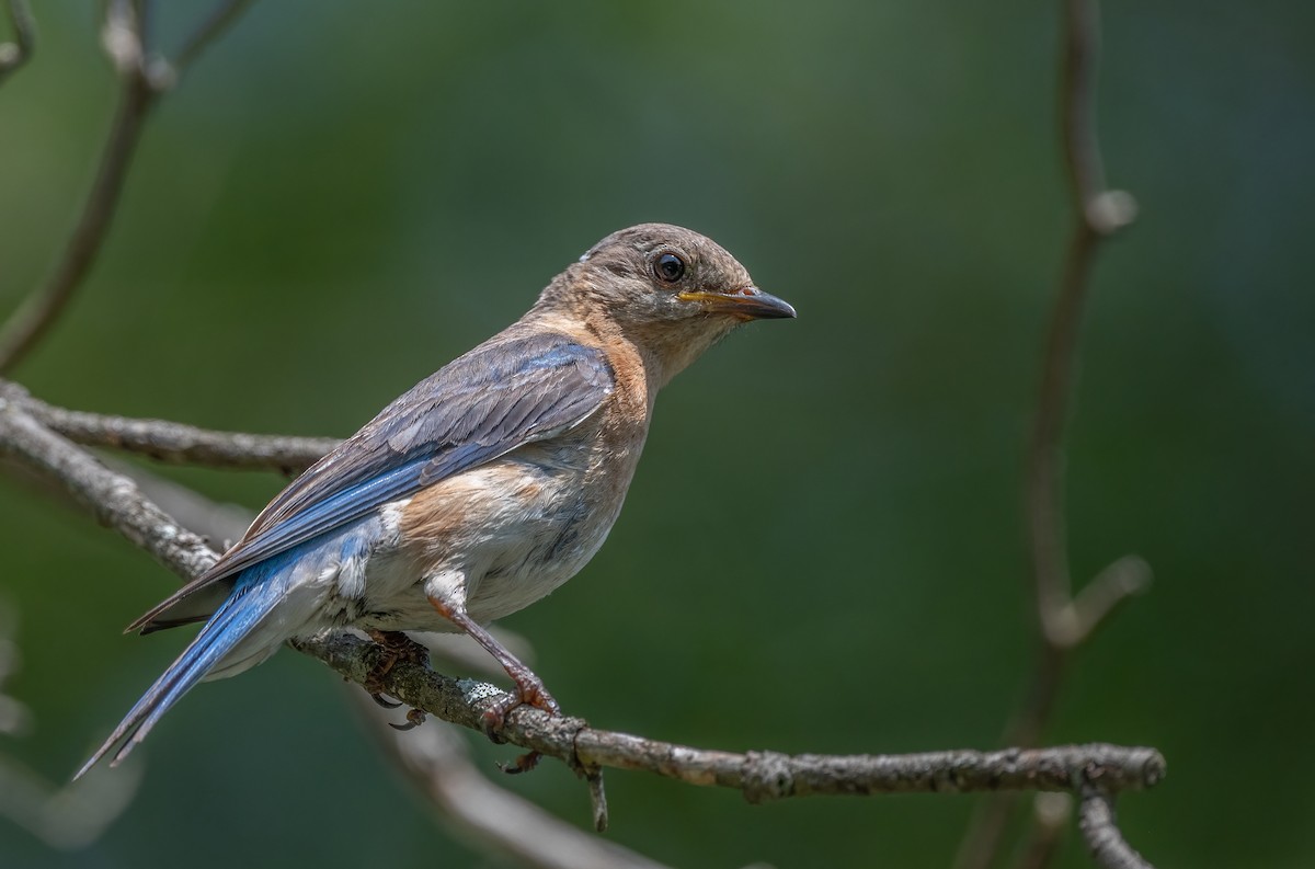 Eastern Bluebird - ML623781240