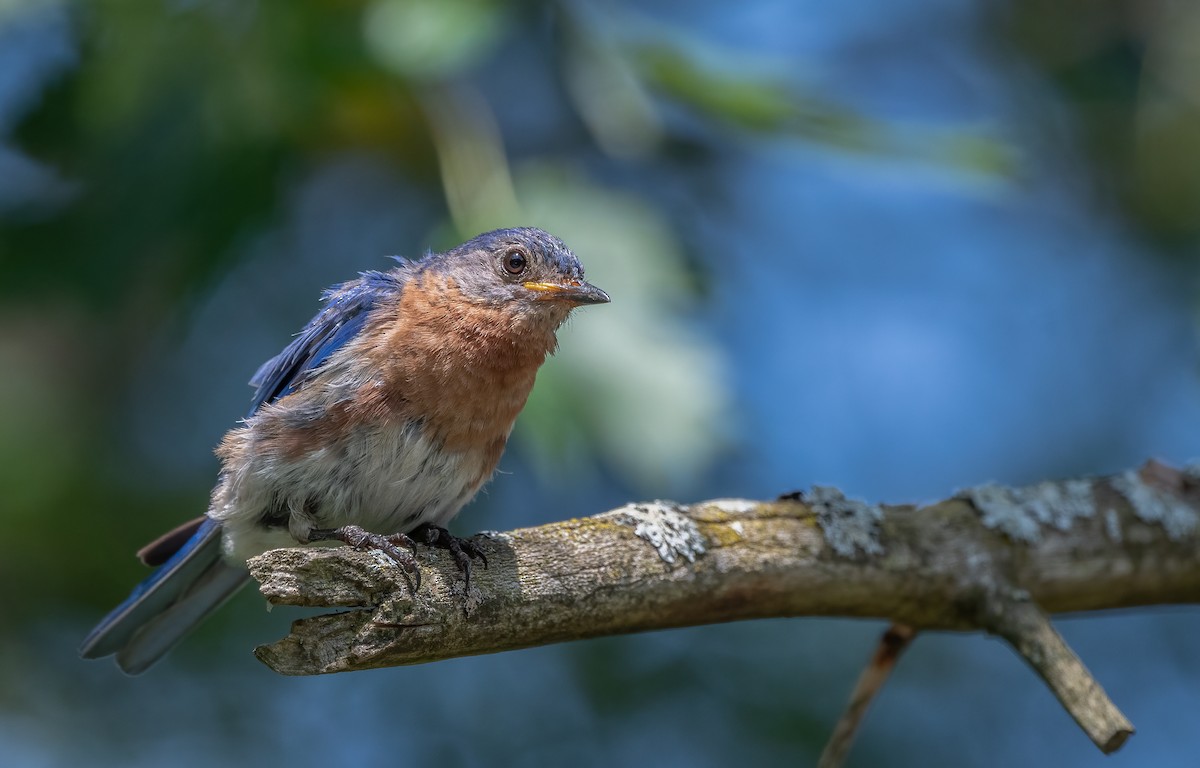 Eastern Bluebird - ML623781241