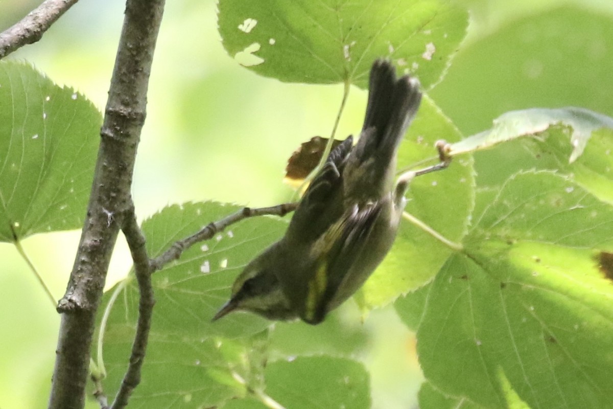 Golden-winged Warbler - ML623781243