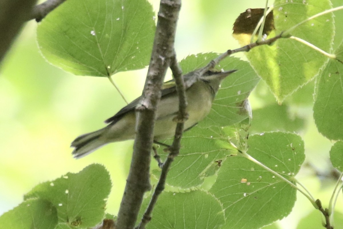 Golden-winged Warbler - ML623781244