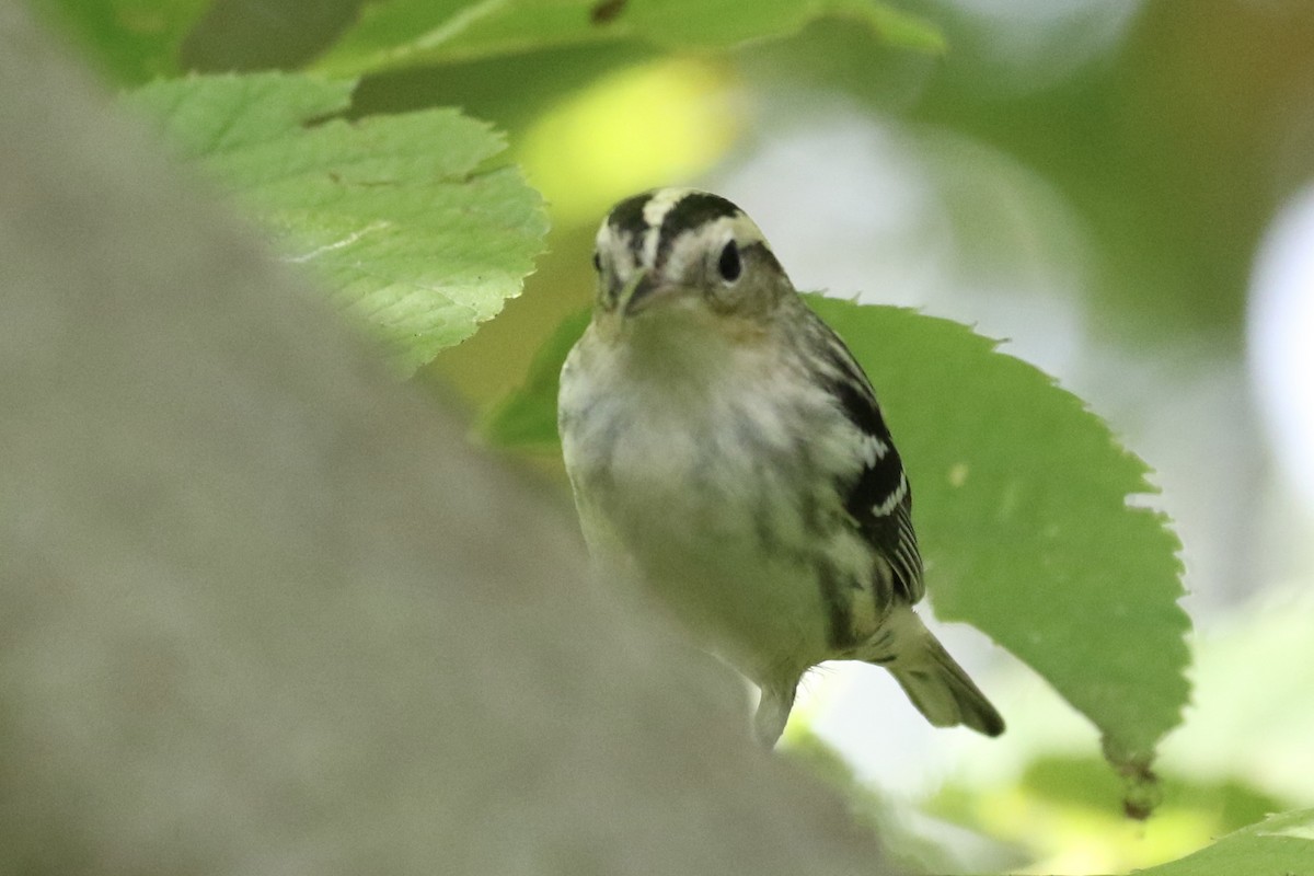 Black-and-white Warbler - ML623781247